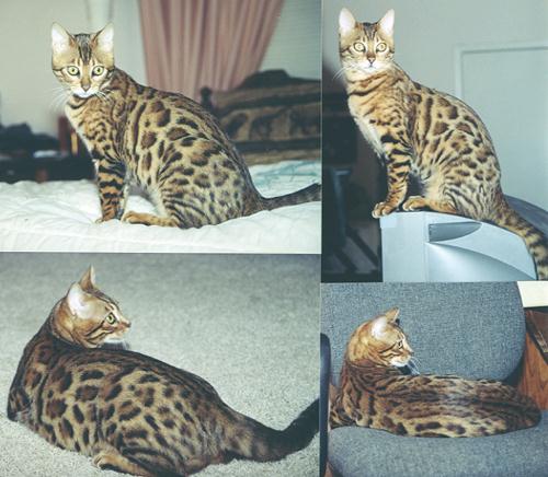 Bengal Kittens