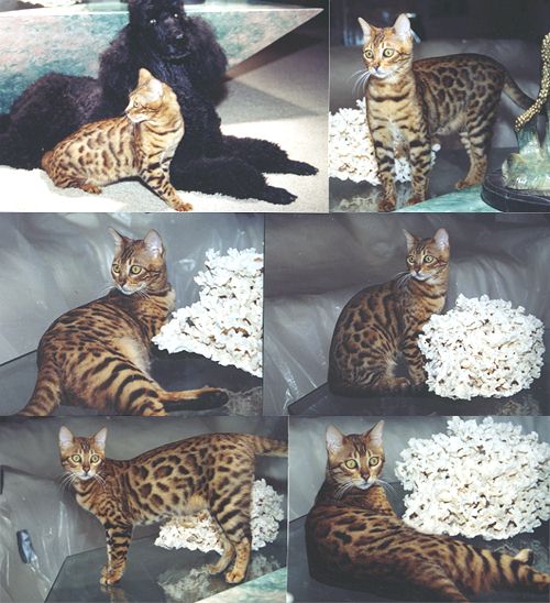 Bengal Kittens