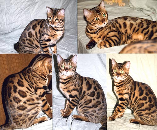 Bengal Kittens