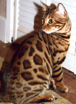 Bengal Kittens