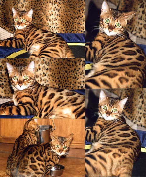 Bengal Kittens