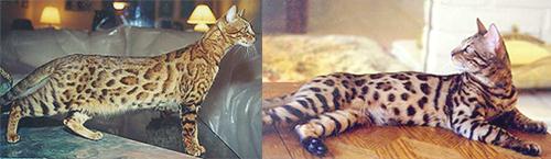 Bengal Cat - San Diego County Bengal Cat Breeder