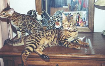 Bengal Kittens