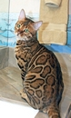 Bengal Cat