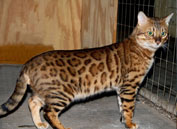 Bengal Kittens