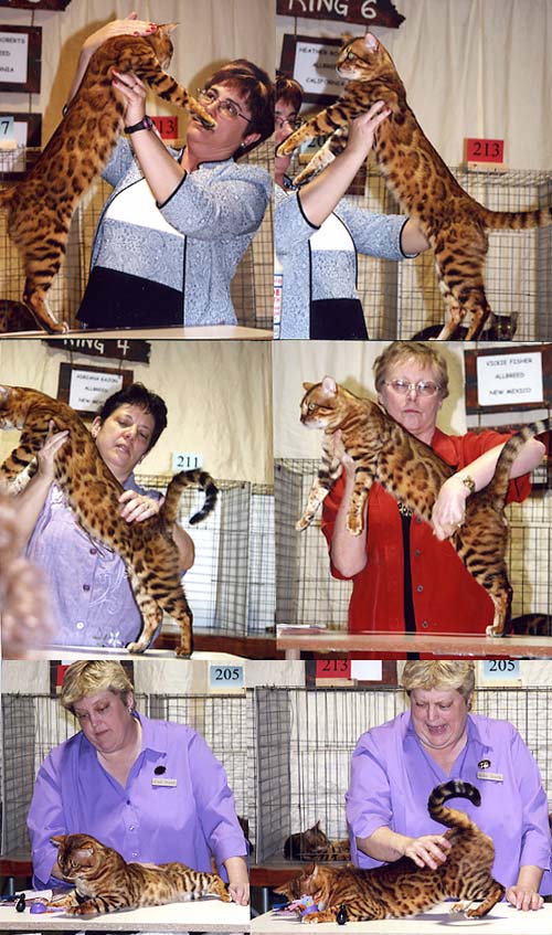 Bengal Cat Bengal Cat
