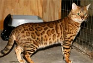 Bengal Stud