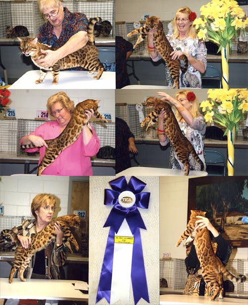 Bengal Cat Bengal Cat