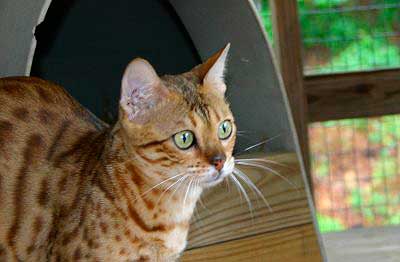 Bengal Champion