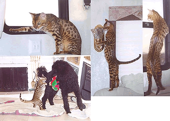 Bengal Kittens
