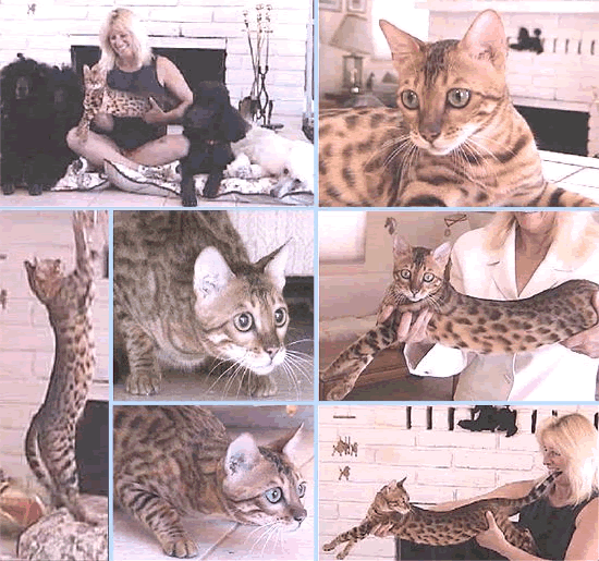 Bengal Kittens