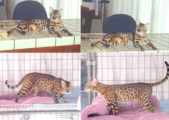 Bengal Kittens