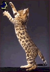 Bengal Stud