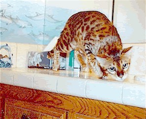 Bengal Queen