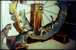 Bengal Cats