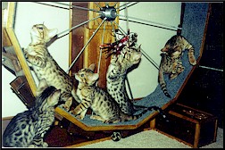 Bengal Cats