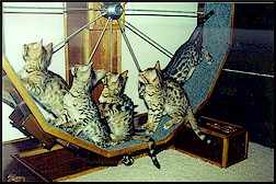 Bengal Cats