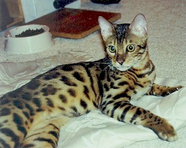 Bengal Kittens
