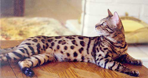 Bengal Kittens