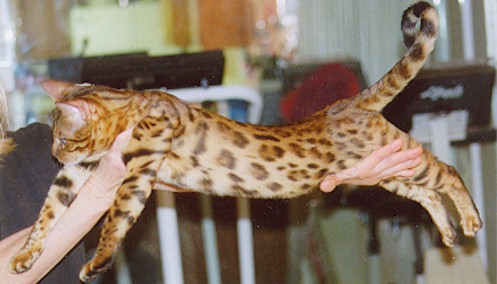 Bengal Kittens