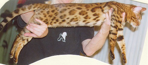 Bengal Kittens