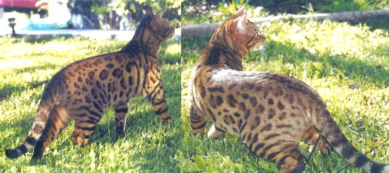 Bengal Kittens