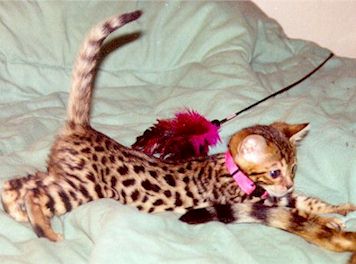 Bengal Kittens