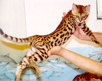 Bengal Kittens