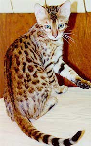 Bengal Cat
