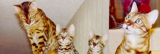 Bengal Kittens