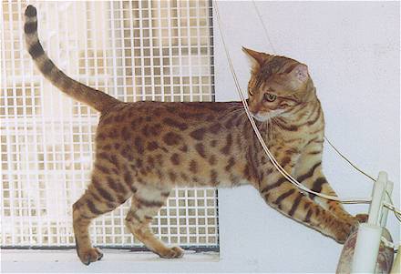 Bengal Cat Queen