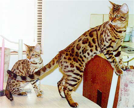 Bengal Cat