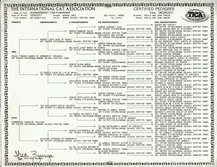 Bengal Cat Tina's Pedigree
