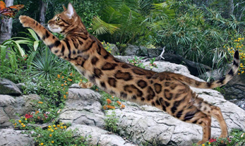 Bengal Kittens for sale