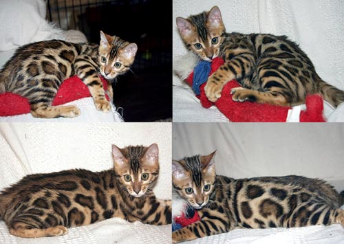 Bengal Cat Bengal Cat