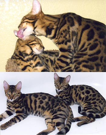Bengal kittens for sale