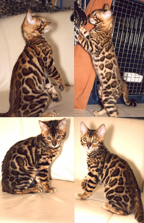 Bengal Cat Bengal Cat
