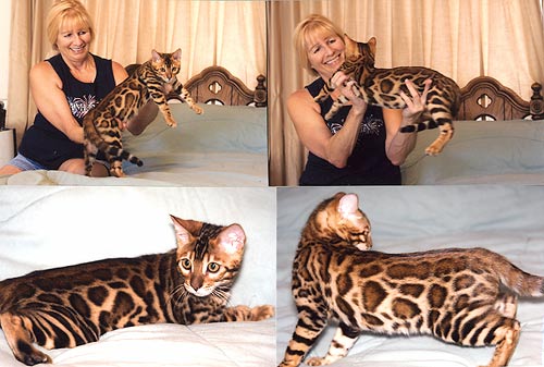 Bengal Cat Bengal Cat