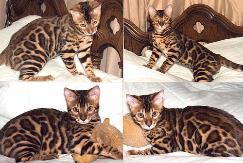 Bengal Cat Bengal Cat