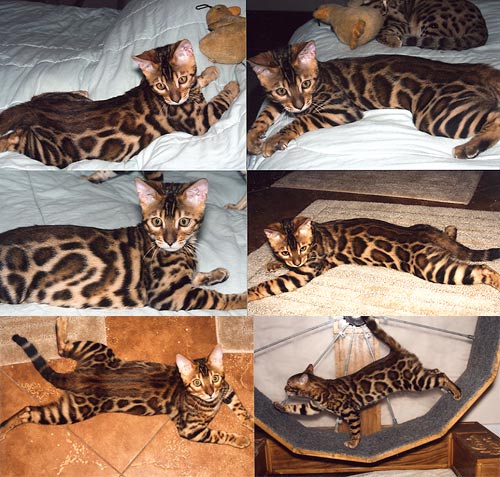 Bengal Cat Bengal Cat