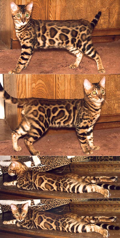 Bengal Cat Bengal Cat