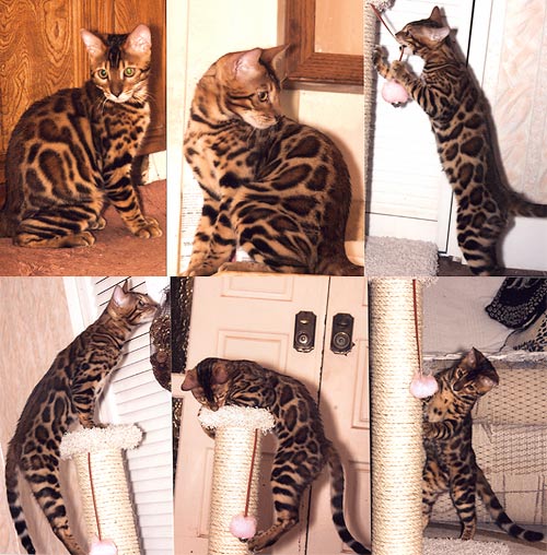 Bengal Cat Bengal Cat
