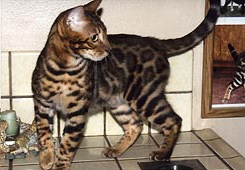 Bengal Cat