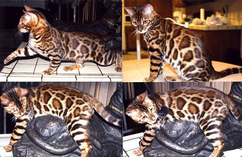 Bengal Cat Bengal Cat