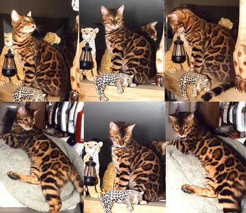Bengal Cat Bengal Cat