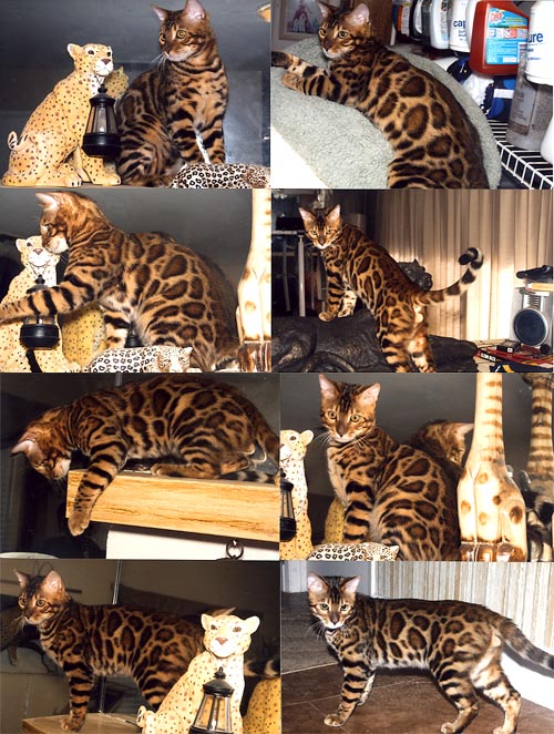 Bengal Cat Bengal Cat