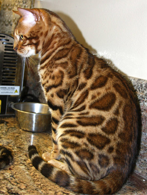 Bengal Cat Bengal Cat