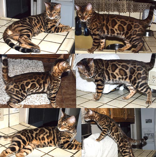 Bengal Cat Bengal Cat