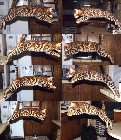 Bengal Cat Bengal Cat