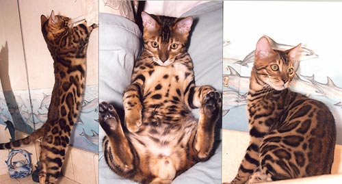 Bengal Cat Bengal Cat